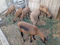 Qoʻy, Cameroon sheep — 3-rasm