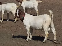 山羊（批次，未指定性别）, Boer goat — 照片 2