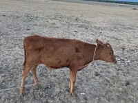 Kuh, Latvian Blue cattle — Foto 6