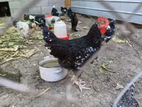 Australorp — Foto 2