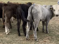 公牛, Cattle — 照片 1