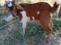 Billy Goat, Beetal goats — photo 4