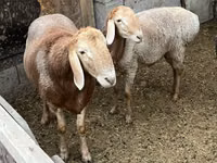 Widder, Arashan sheep — Foto 4