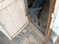 Ziegenbock, Saanen goat — Foto 6
