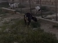 Ziege, Saanen goat — Foto 1