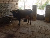 Vaca, Cebú de Azerbaiyán — foto 4