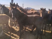 Stute, Kazakh horse — Foto 2