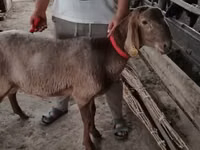 Qoʻchqor, Arashan sheep — 2-rasm