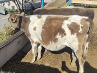 Cow, Simmental cattle — photo 1