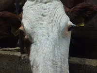 母牛, Simmental cattle — 照片 3