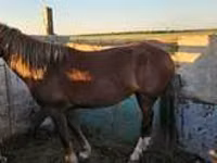 Mare, Horses — photo 8