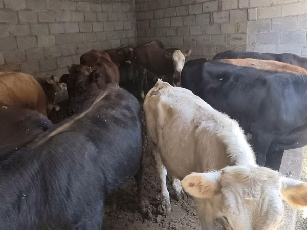 Bull, Cattle