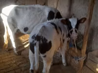 सांड, Russian Black pied cattle — फ़ोटो 7