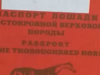 فرس, Thoroughbred horse — الصورة 7