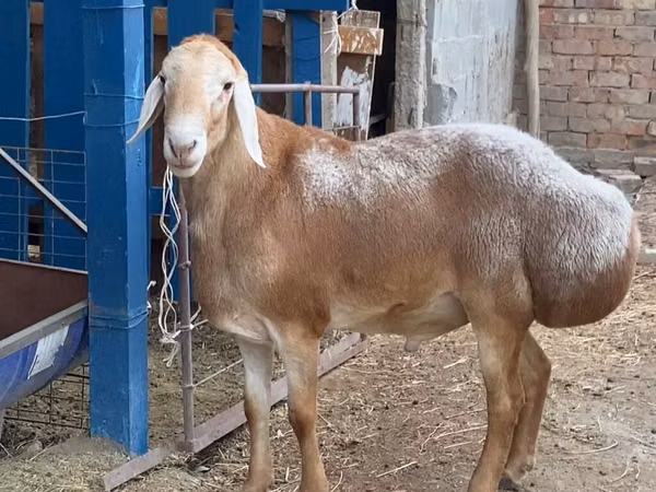 Carnero, Arashan sheep — Kirguistán