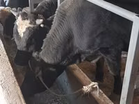 Buqa, Russian Black pied cattle — 4-rasm