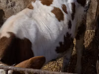 公牛, Simmental cattle — 照片 5