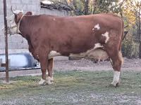Сиыр, Simmental cattle — 1-сурет