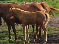 Hengst, Rocky Mountain Horse — Foto 4