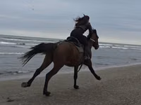 Horse (M), Horses — photo 3