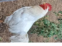 بليموث روك — الصورة 2