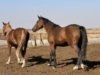 घोड़ी, Arabian horse — फ़ोटो 6