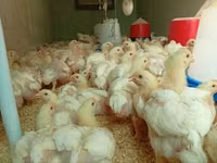 Chickens — Foto 3