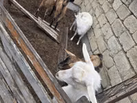 Echki, Saanen goat — 6-rasm
