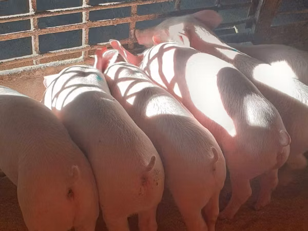 Schweine (Partie, Geschlecht nicht angegeben), 