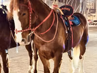 حصان, الخيول — الصورة 2