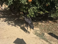 Chickens — 照片 4