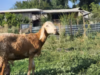 كبش, Arashan sheep — الصورة 5