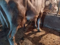 Cow, Swiss cattle — photo 3