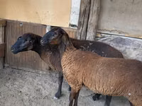 Schaf, Karakul sheep — Foto 4