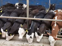 ثور, Simmental cattle — الصورة 4