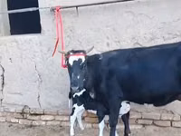 Vaca, Russian Black pied cattle — foto 7