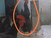 Chickens — photo 1