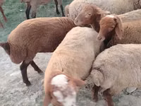 Schafe (Partie, Geschlecht nicht angegeben), Schafe — Foto 1