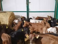 Букачар, Сиырлар — сүрөт 8