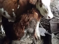 بقرة, Simmental cattle — الصورة 4