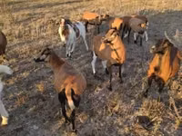 أغنام (دفعة، الجنس غير محدد), Cameroon sheep — الصورة 6