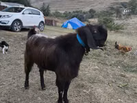 公山羊, Goats — 照片 5