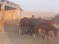 Caballos (lote, sexo no especificado), Caballos — foto 1
