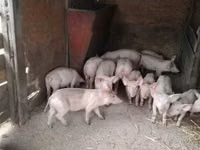 Schweine (Partie, Geschlecht nicht angegeben), Schweine — Foto 3