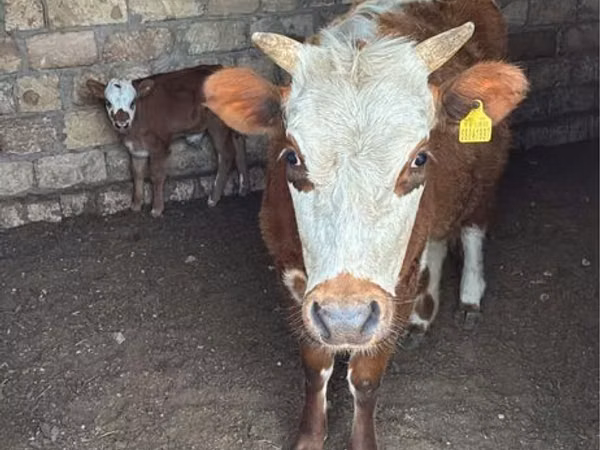 母牛, Latvian Blue cattle — 哈萨克斯坦