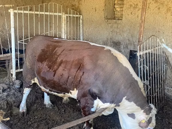 公牛, Simmental cattle — 乌兹别克斯坦