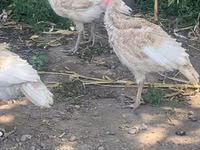 Turkeys — foto 5