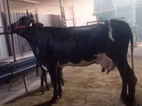 Kuh, Holstein-Rasse — Foto 6