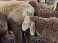 Widder, Romanov sheep — Foto 6