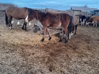 Stute, Horse breed — Foto 1